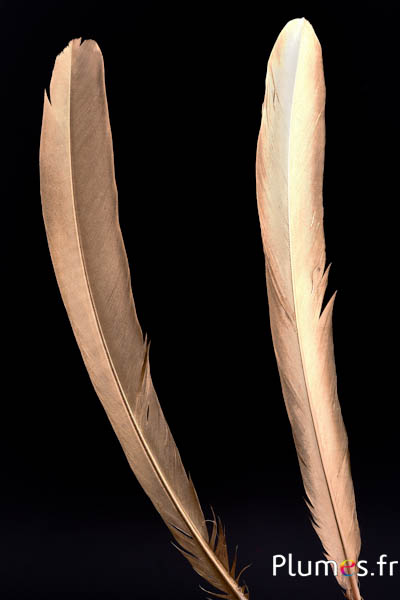 Paon bleu - 40-47  cm - doré
